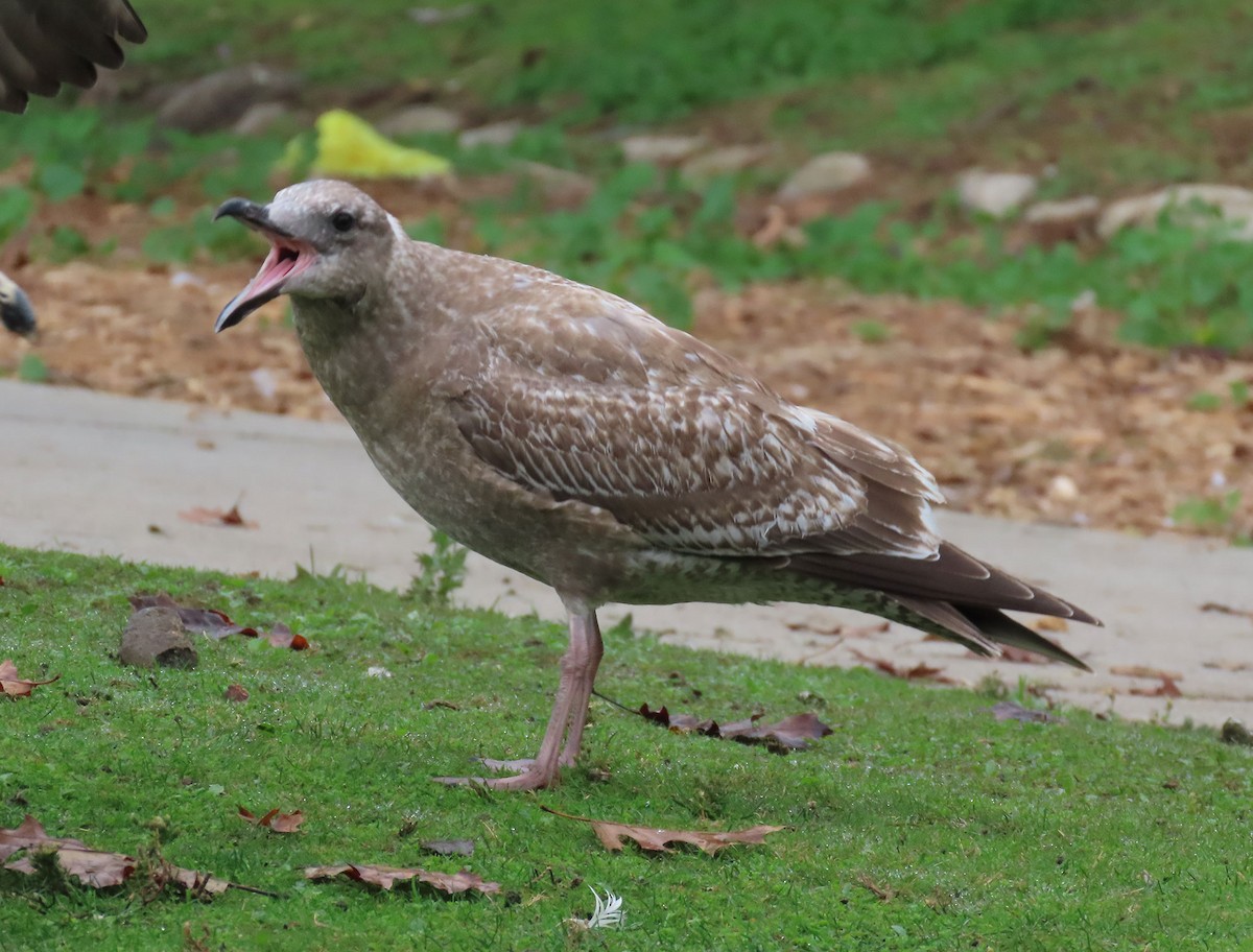 West- x Beringmöwe (Hybrid) - ML646132091