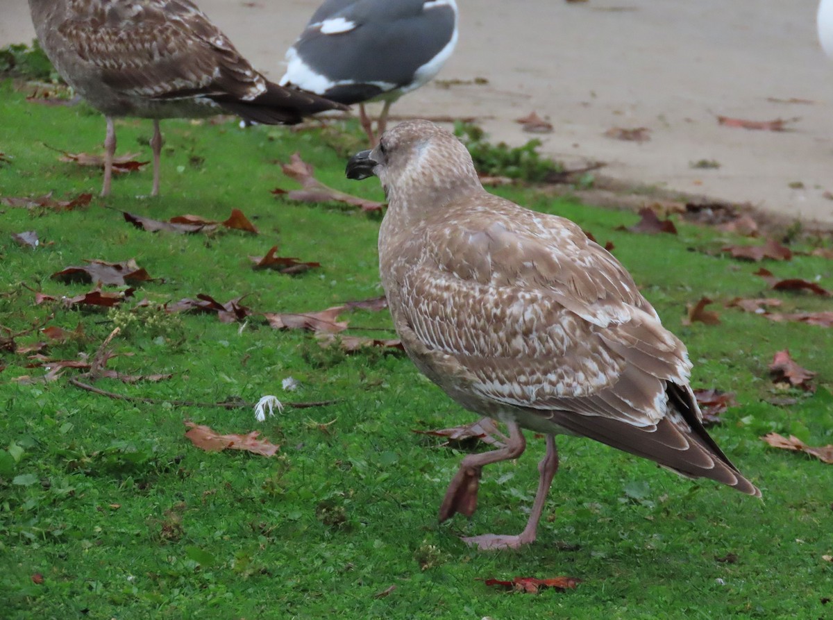 West- x Beringmöwe (Hybrid) - ML646132092