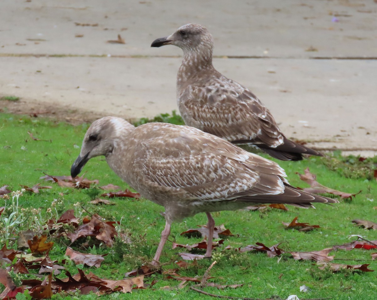 West- x Beringmöwe (Hybrid) - ML646132093