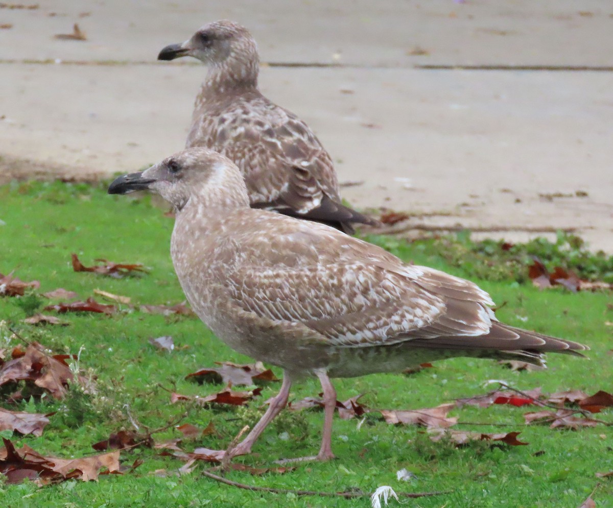 West- x Beringmöwe (Hybrid) - ML646132094