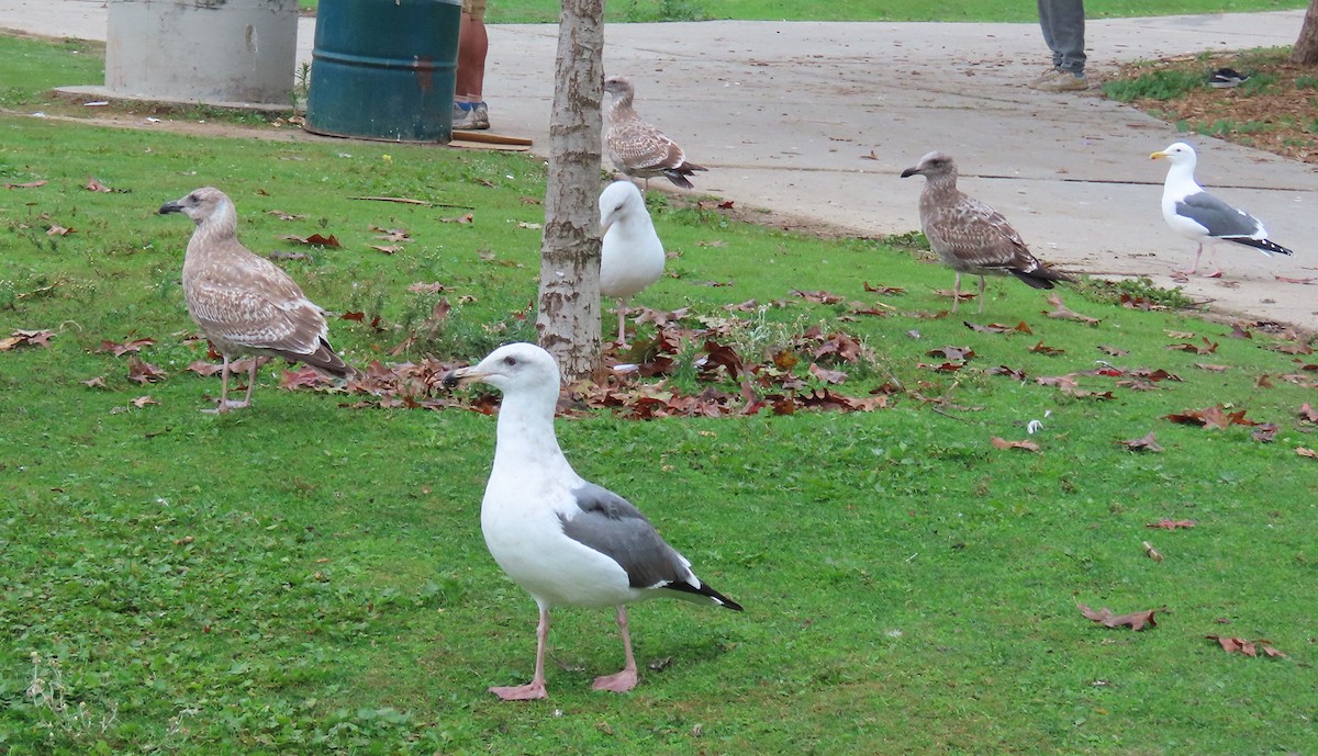 West- x Beringmöwe (Hybrid) - ML646132095