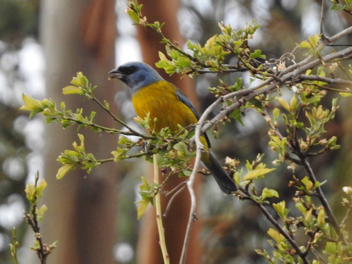 Schwarzstirntangare - ML646132096