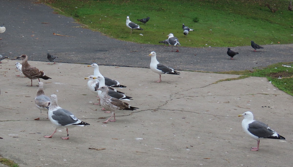 Westmöwe - ML646132100