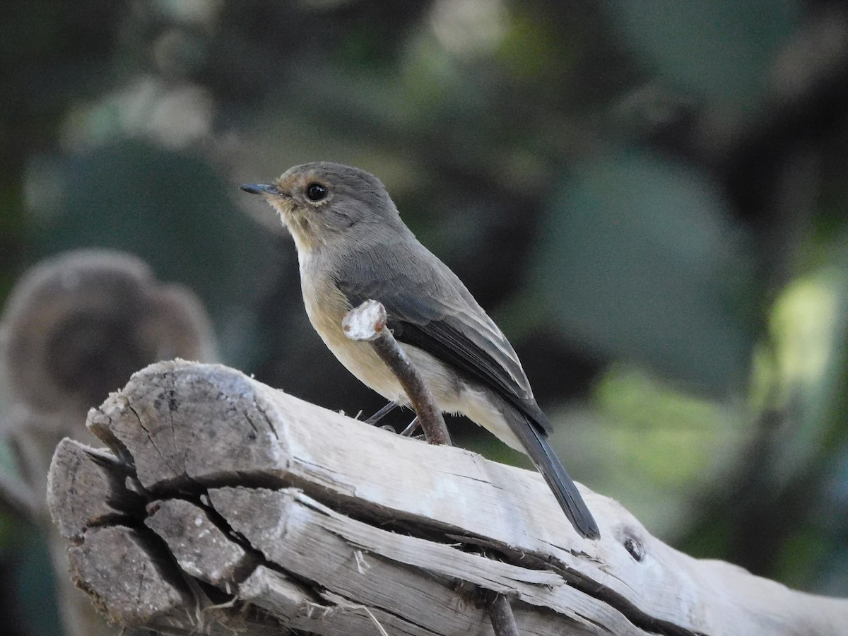 Dunkelschnäpper - ML646132102