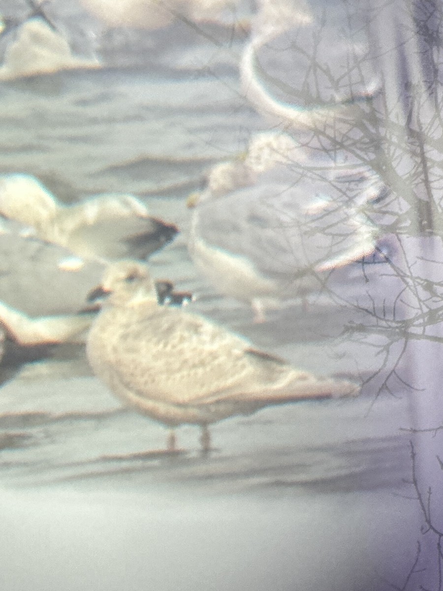 Polarmöwe (Kumlienmöwe) - ML646132103