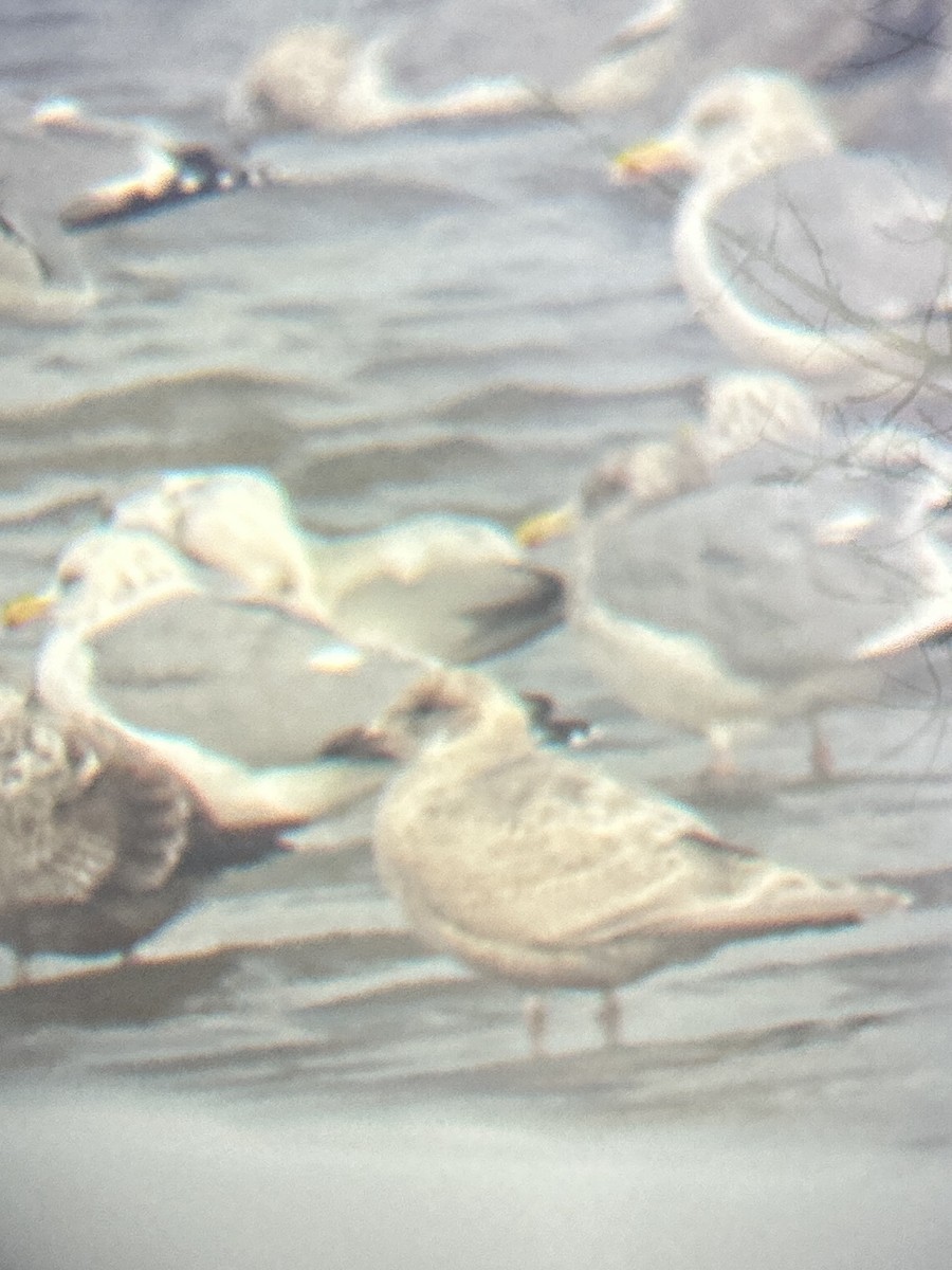 Polarmöwe (Kumlienmöwe) - ML646132104