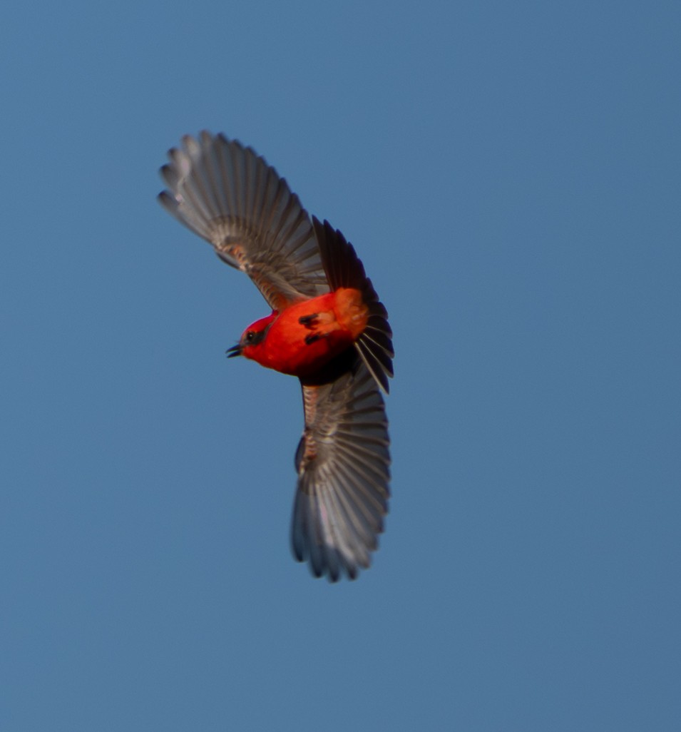 Rubintyrann - ML646132105