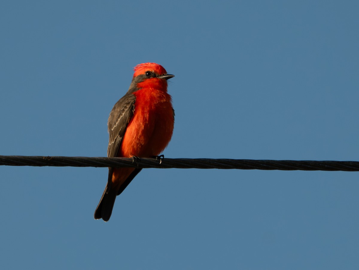 Rubintyrann - ML646132106