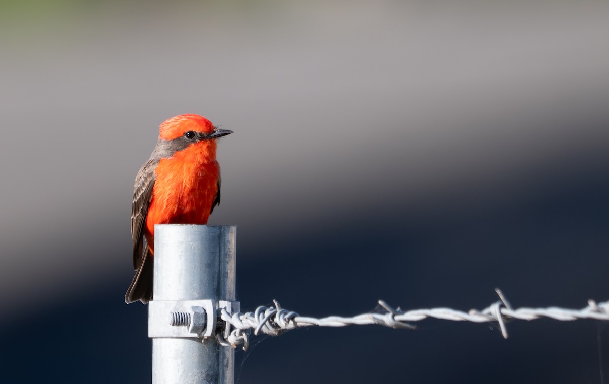 Rubintyrann - ML646132107