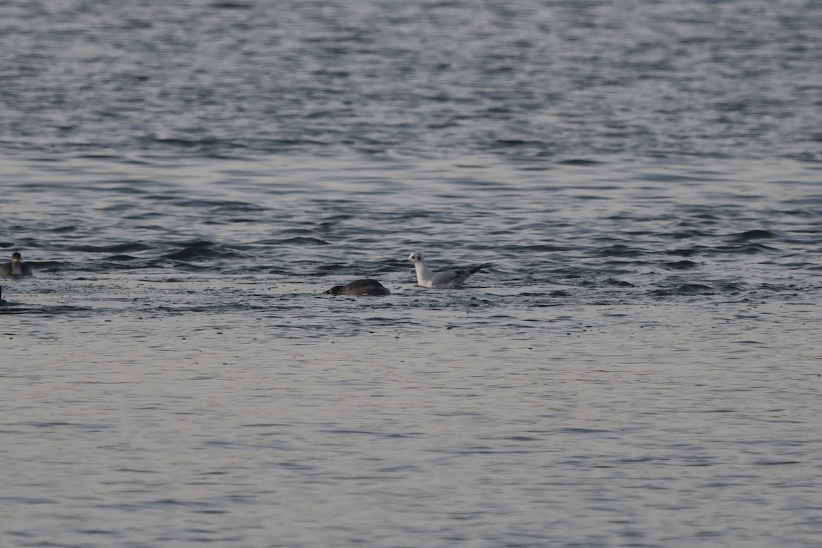 Bonapartemöwe - ML646132108