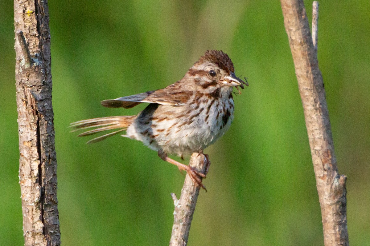 Singammer - ML646132111