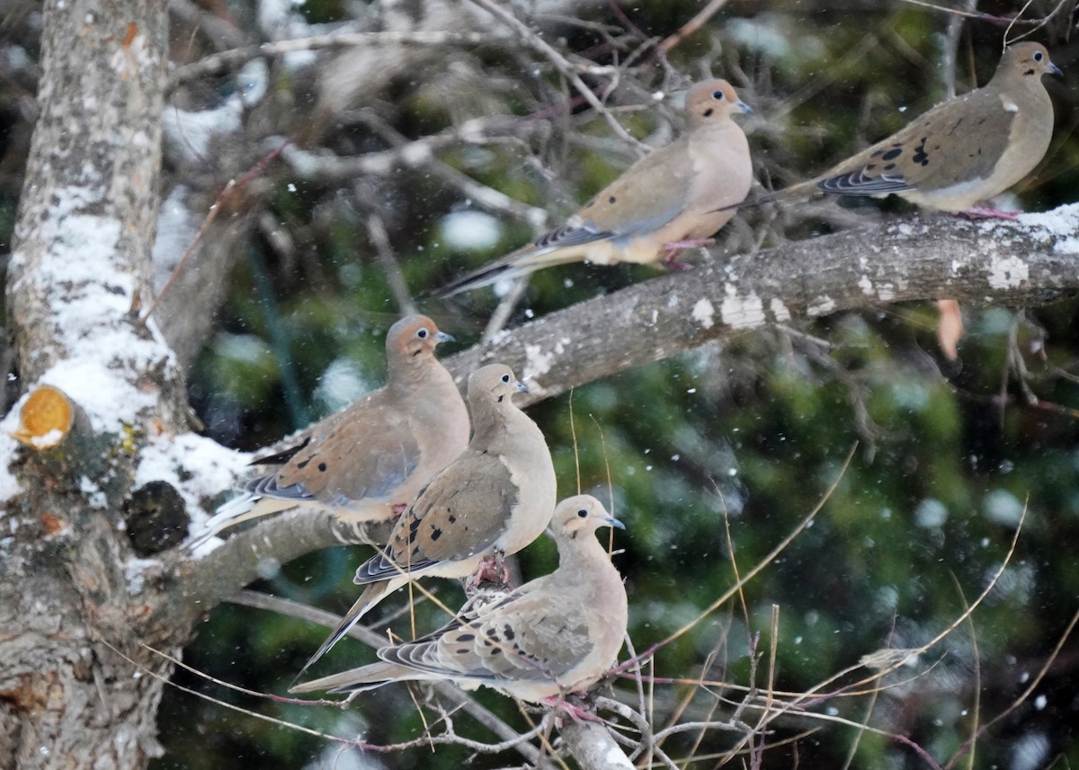 Carolinataube - ML646132112