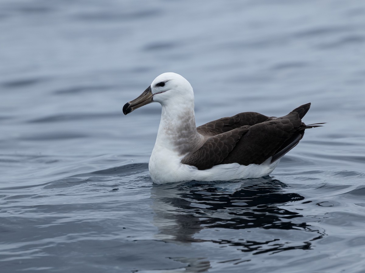 Schwarzbrauenalbatros (melanophris) - ML646132113