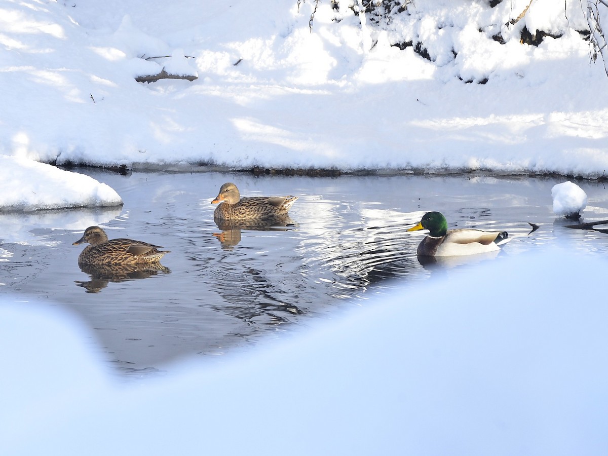 Stockente - ML646132114