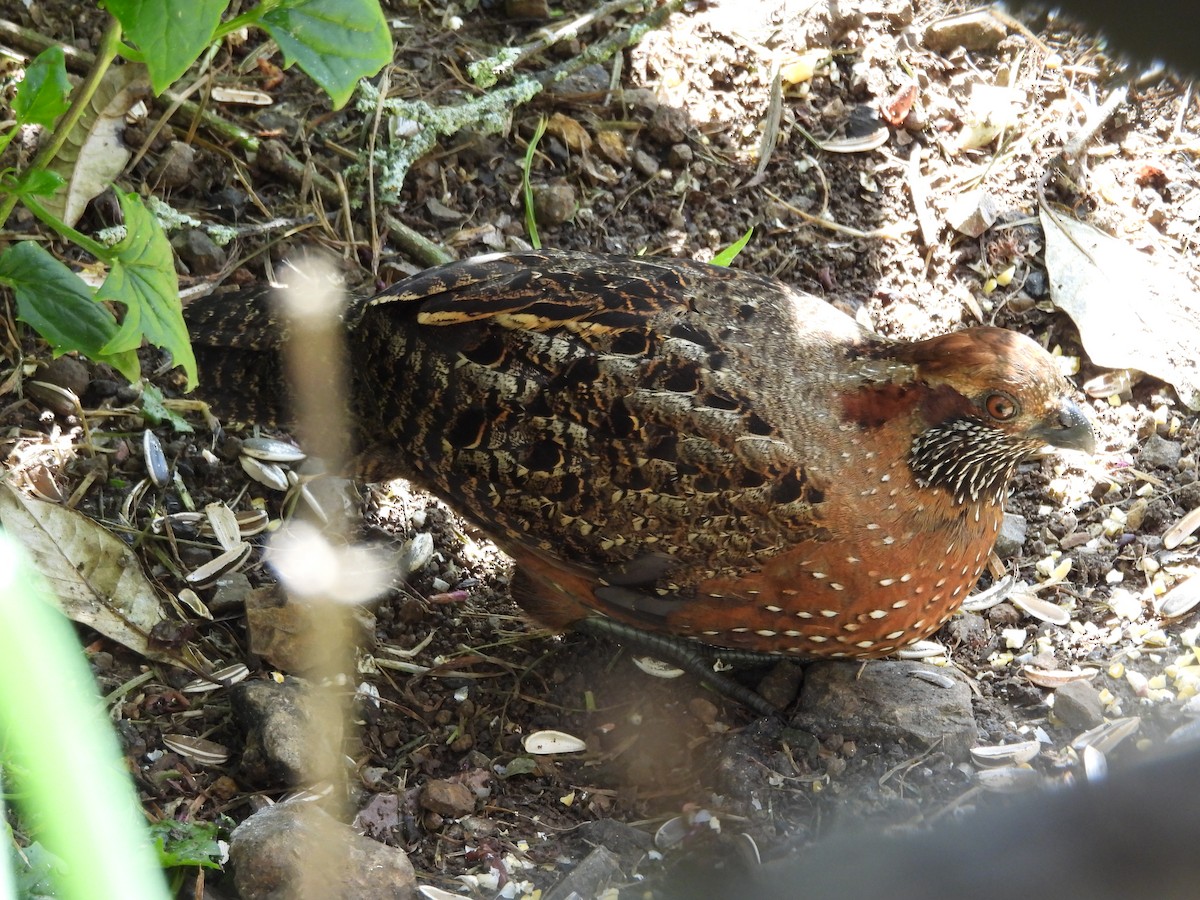 Tropfenwachtel - ML646132115