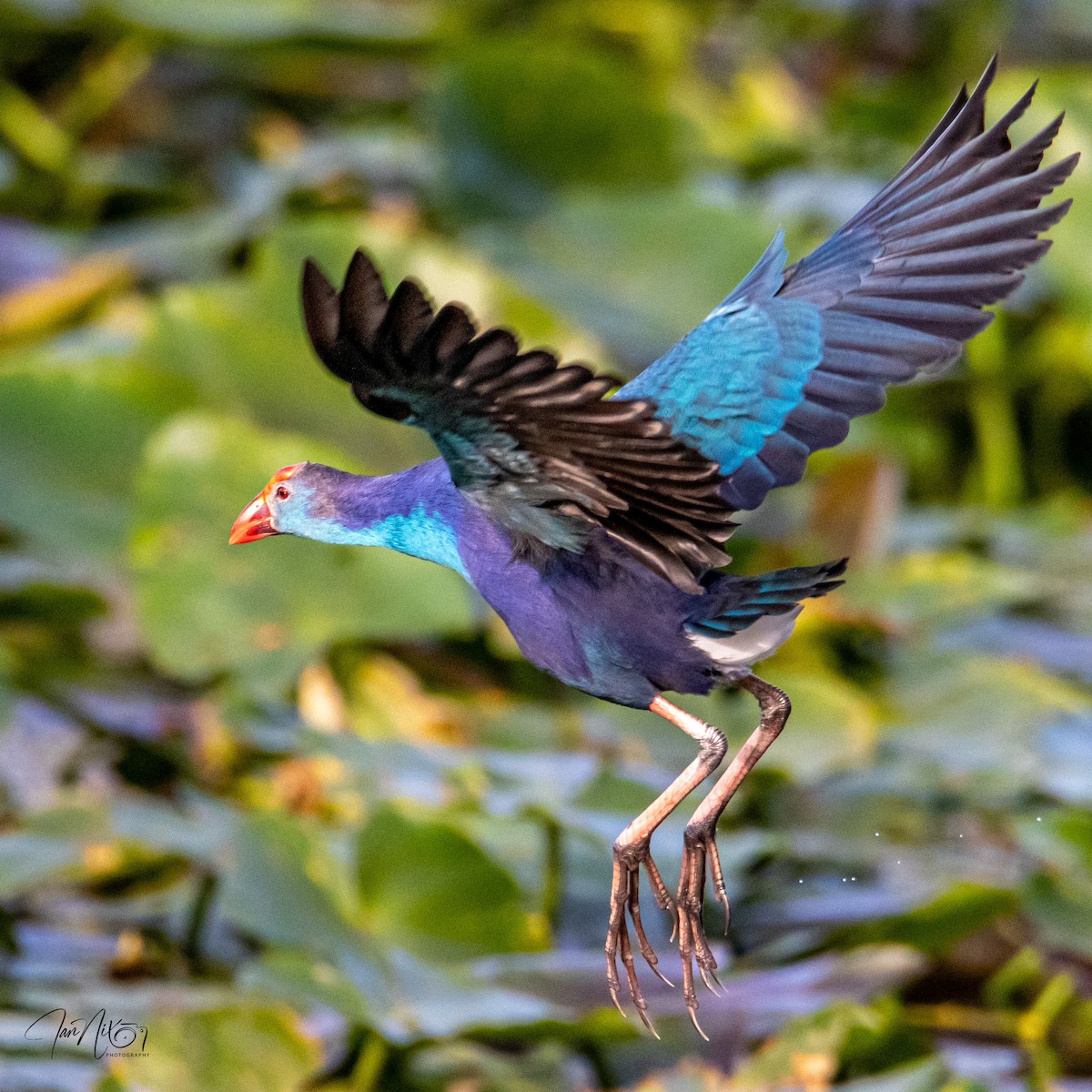 Graukopf-Purpurhuhn - ML646132116