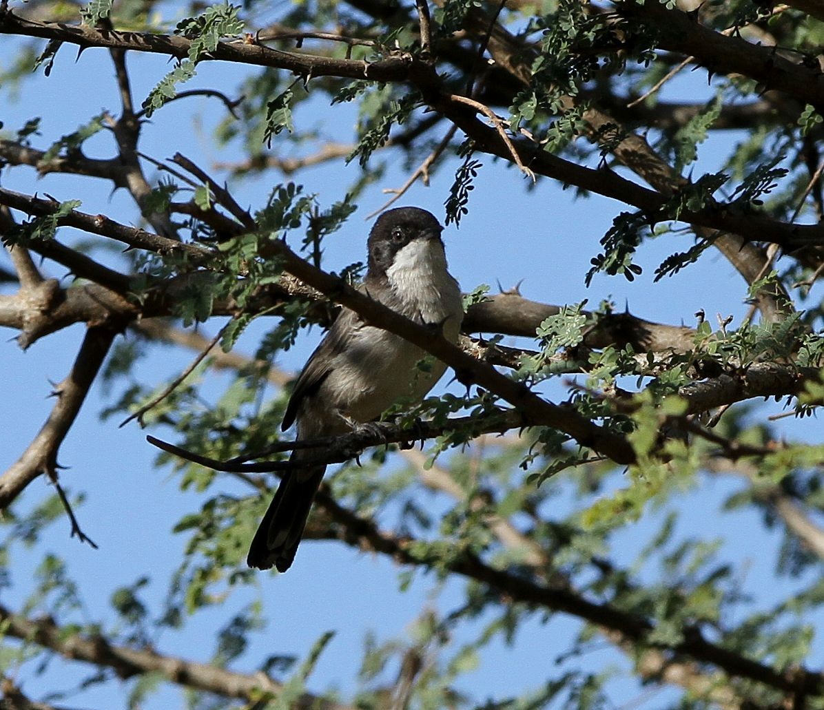 Akaziengrasmücke - ML646132118