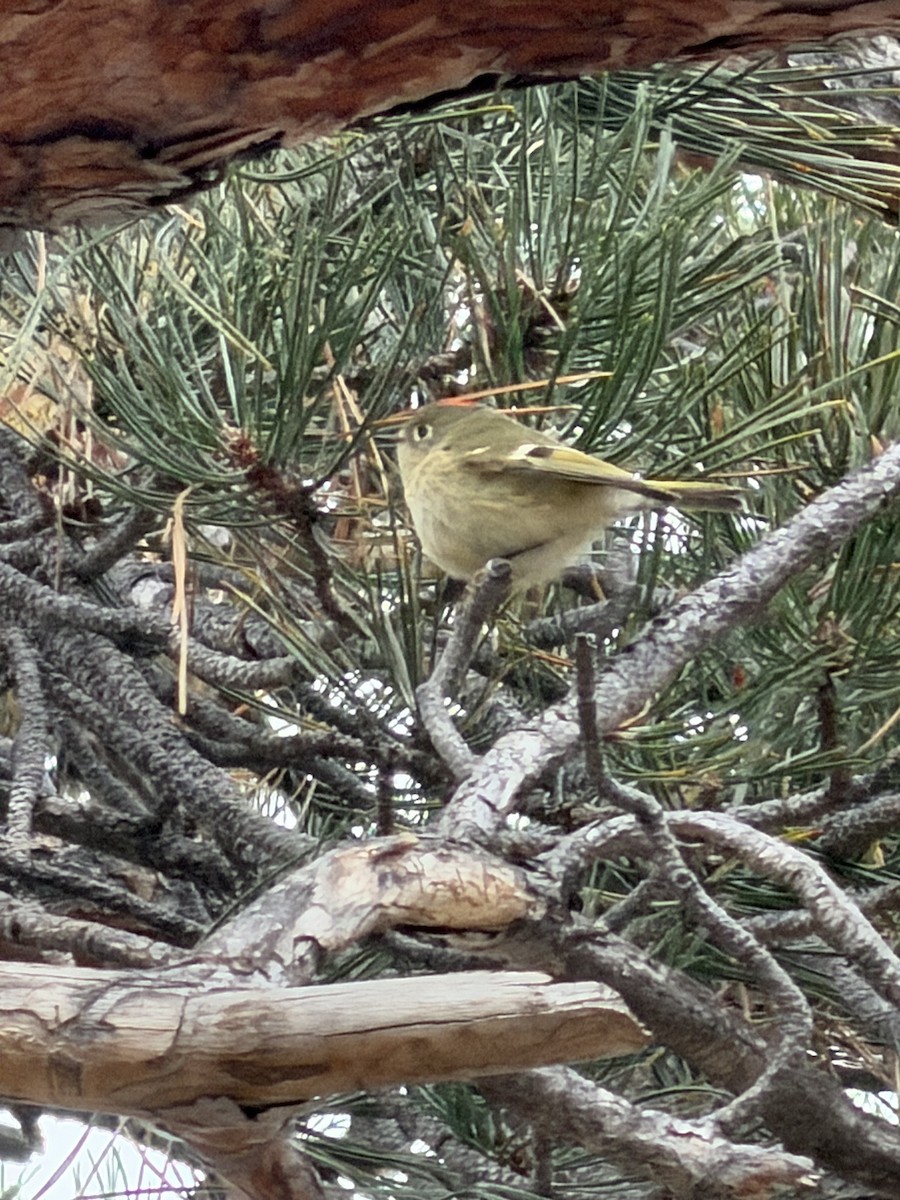 Rubingoldhähnchen - ML646132120