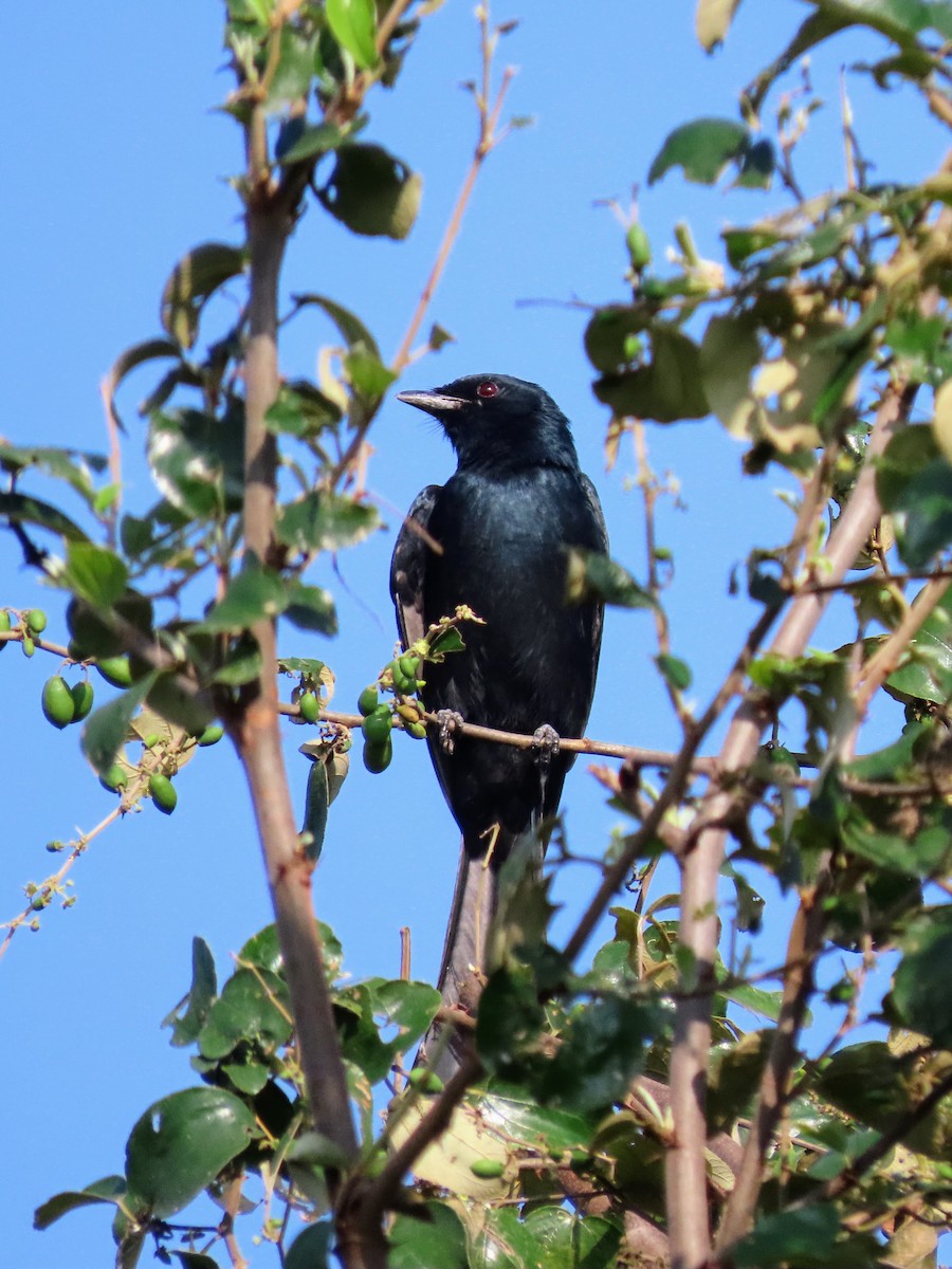 Königsdrongo - ML646132121