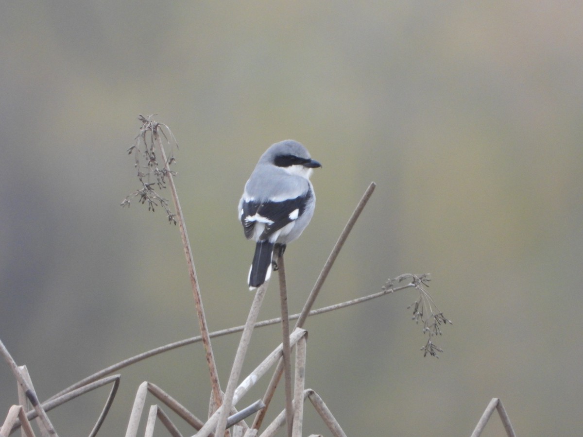 Loggerhead Shrike - ML646132122