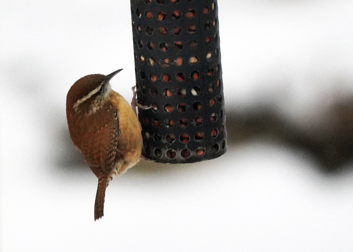 Carolina Wren - ML646132124