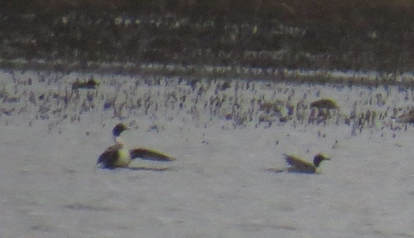 Northern Pintail - ML646132125