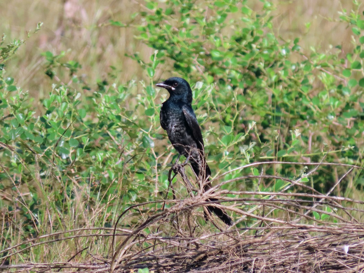 drongo černý - ML646132127