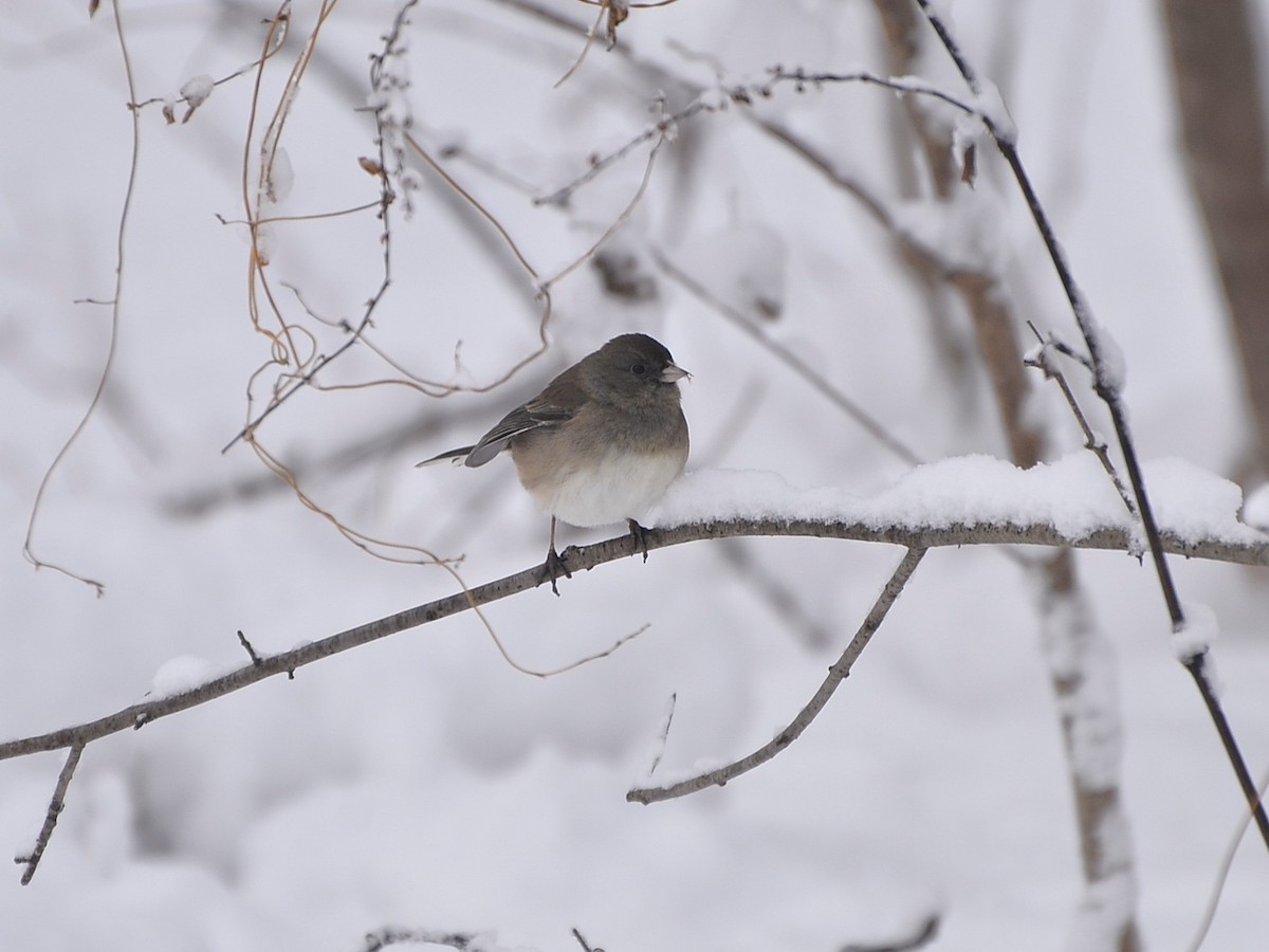 יונקו כהה-עין - ML646132133