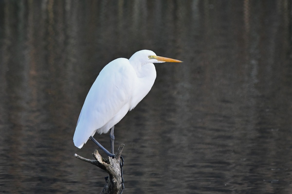 Цасч дэглий - ML646132138