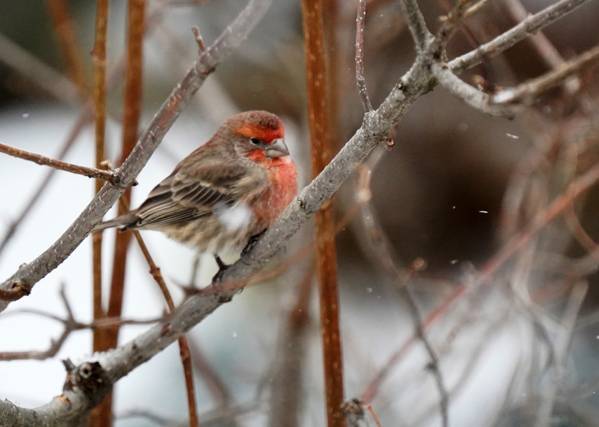 House Finch - ML646132146