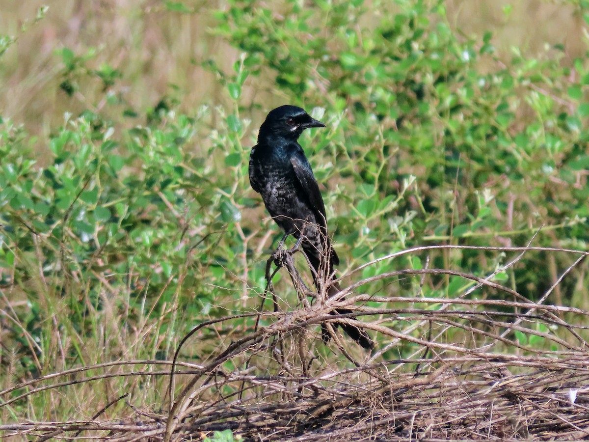 drongo černý - ML646132147