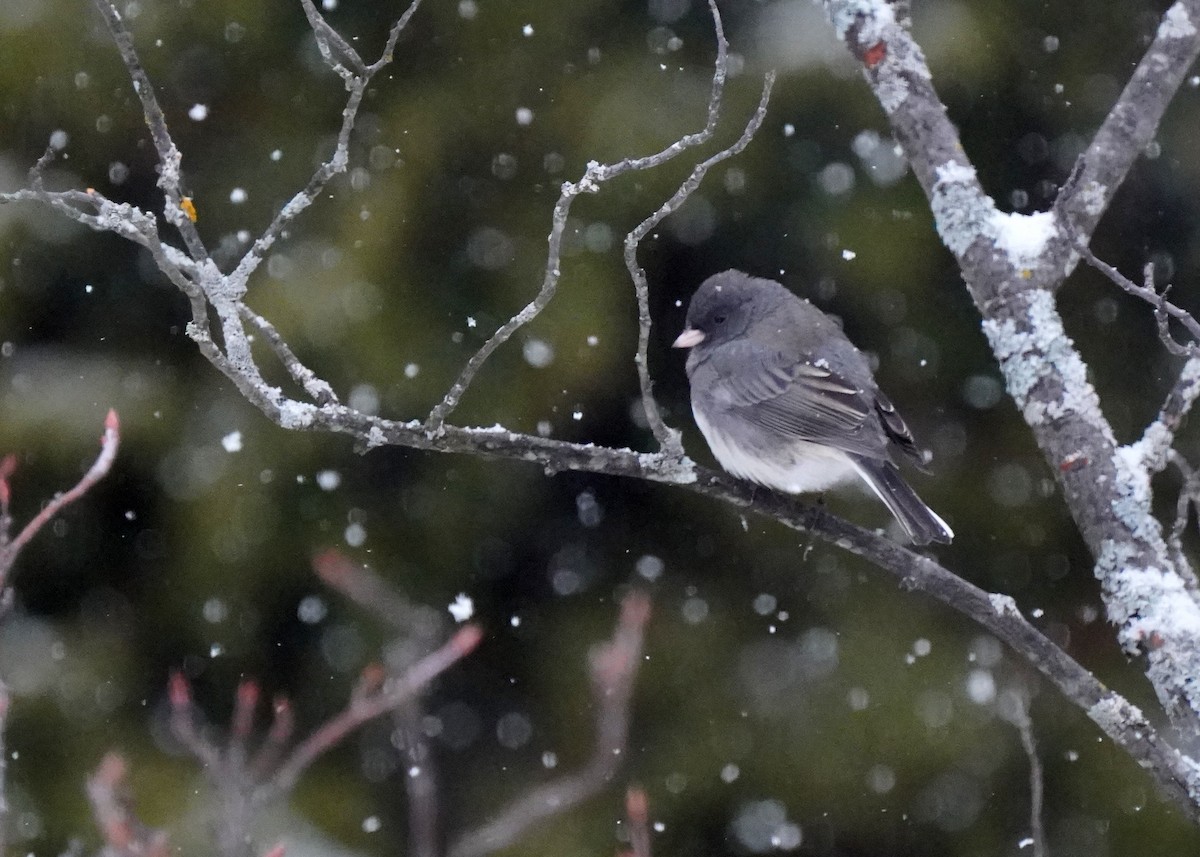 Dark-eyed Junco - ML646132166