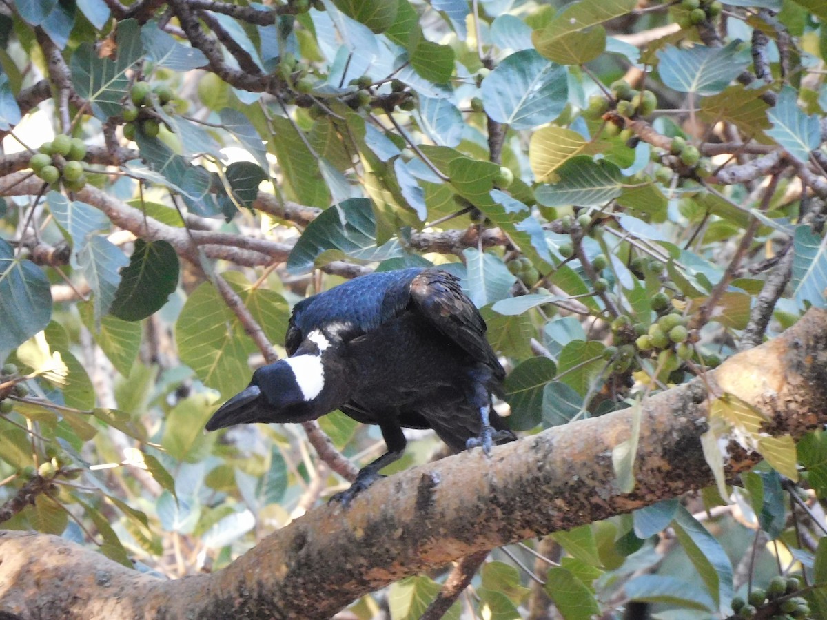 Thick-billed Raven - ML646132167