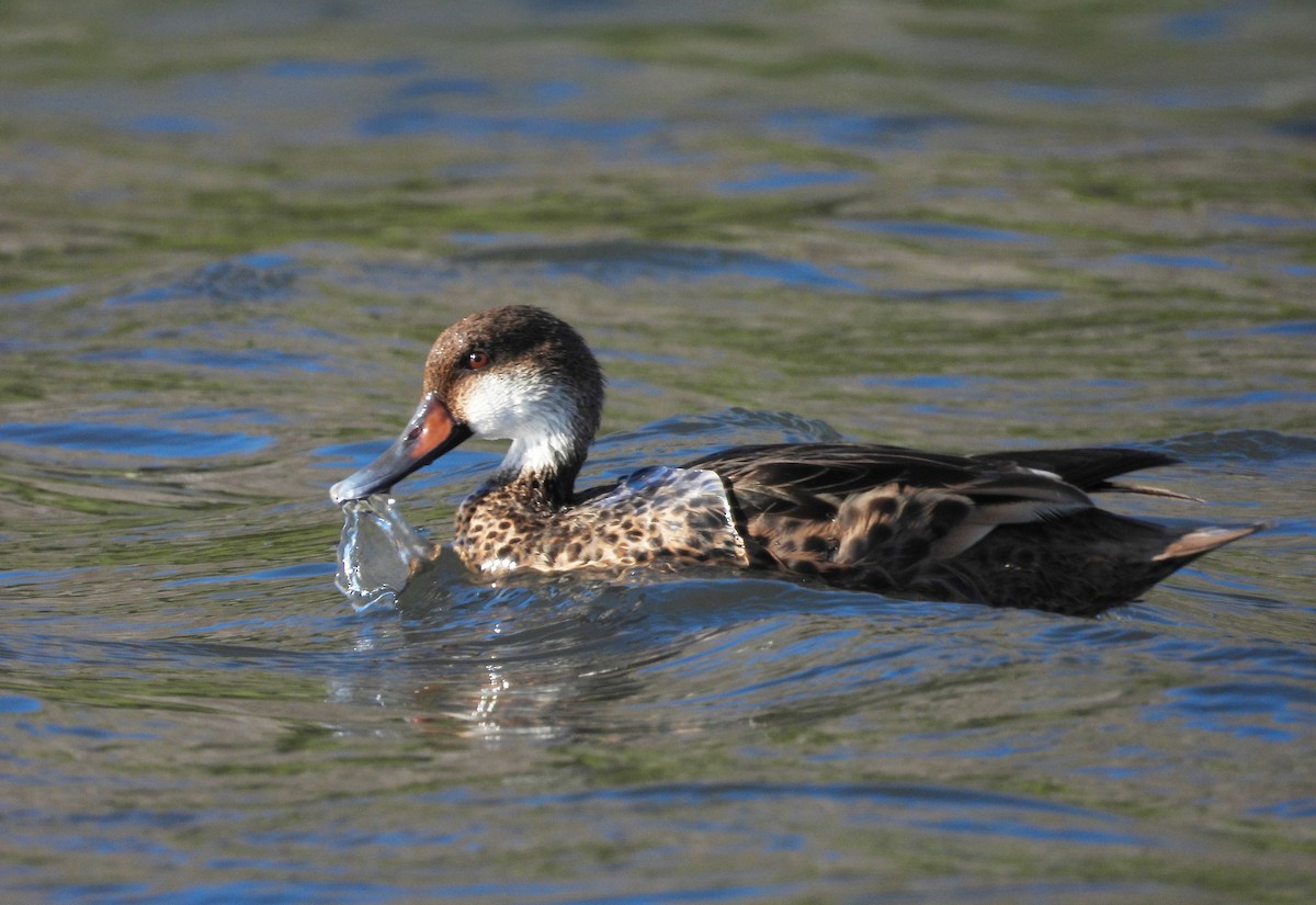 White-cheeked Pintail - ML646132169