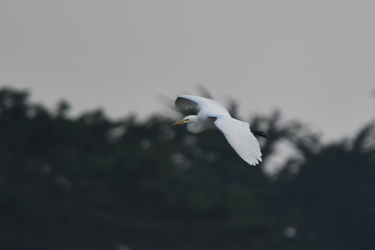 Цасч дэглий - ML646132170