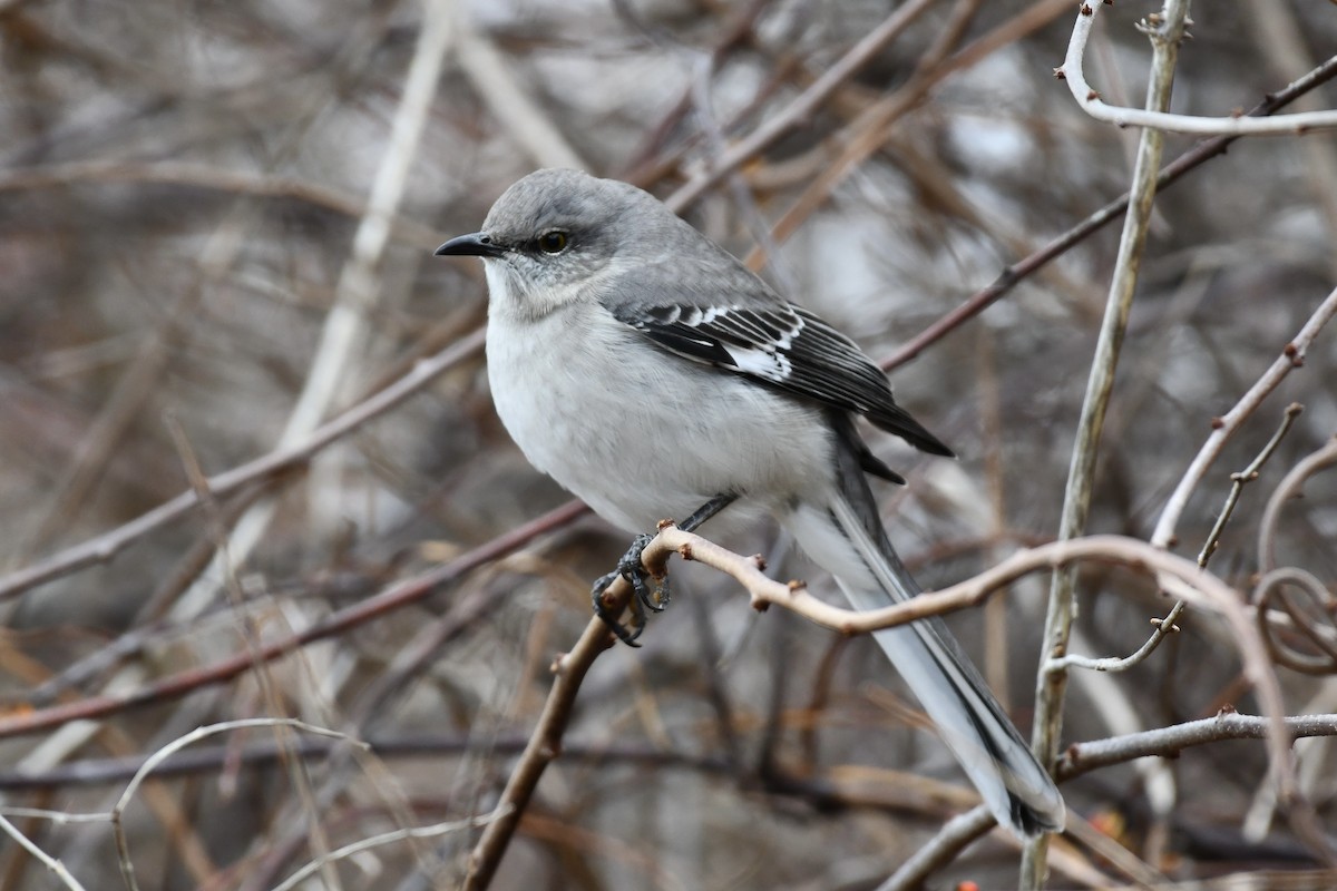 Northern Mockingbird - ML646132174