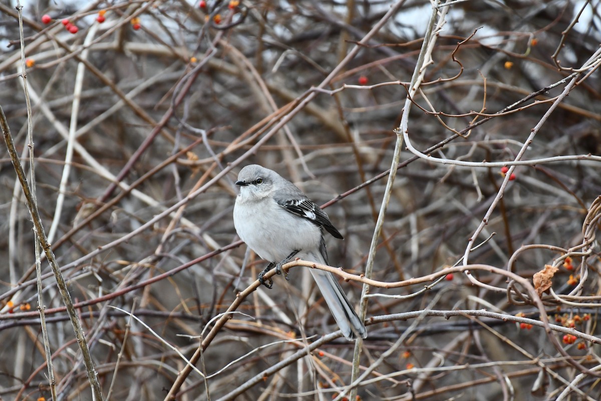 Northern Mockingbird - ML646132175
