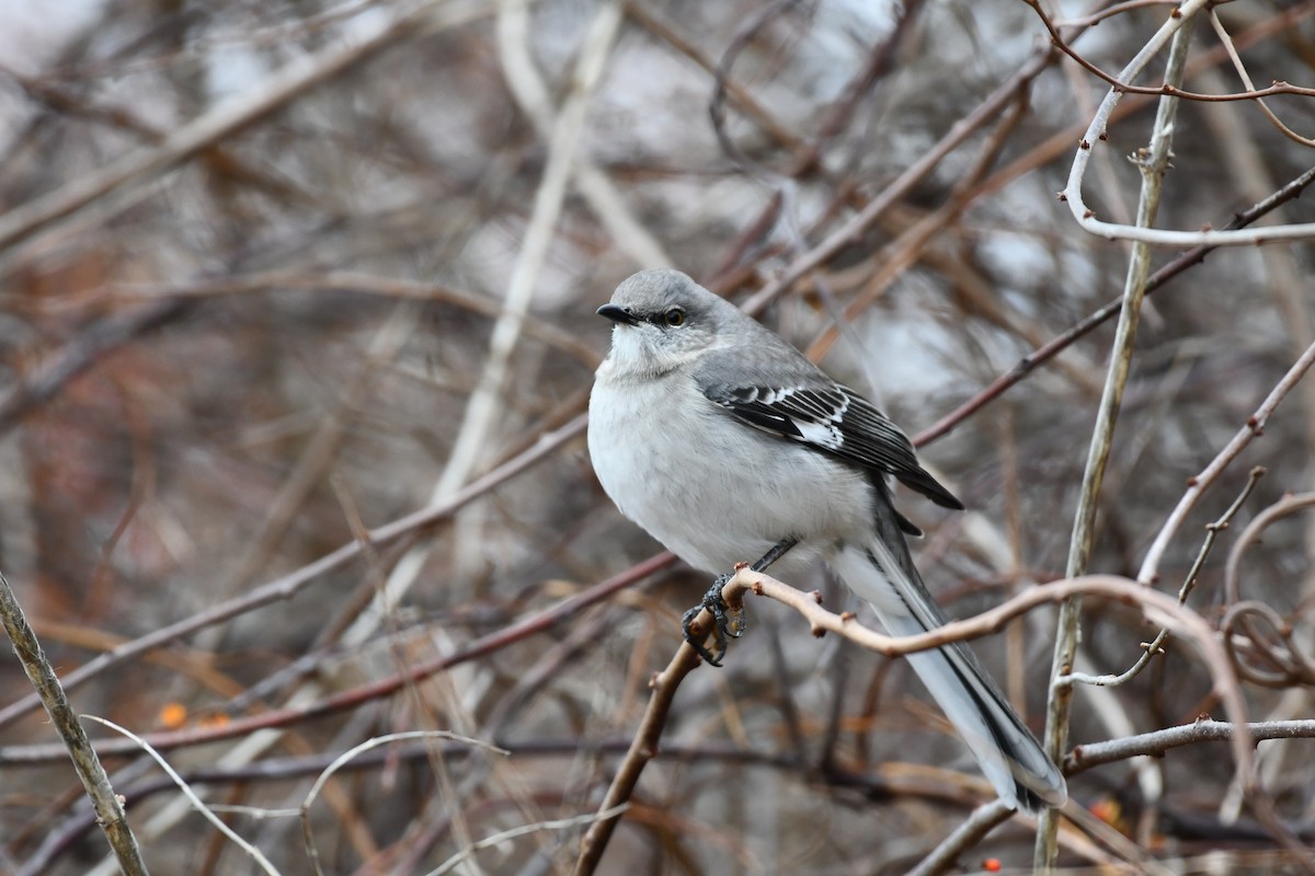Northern Mockingbird - ML646132177