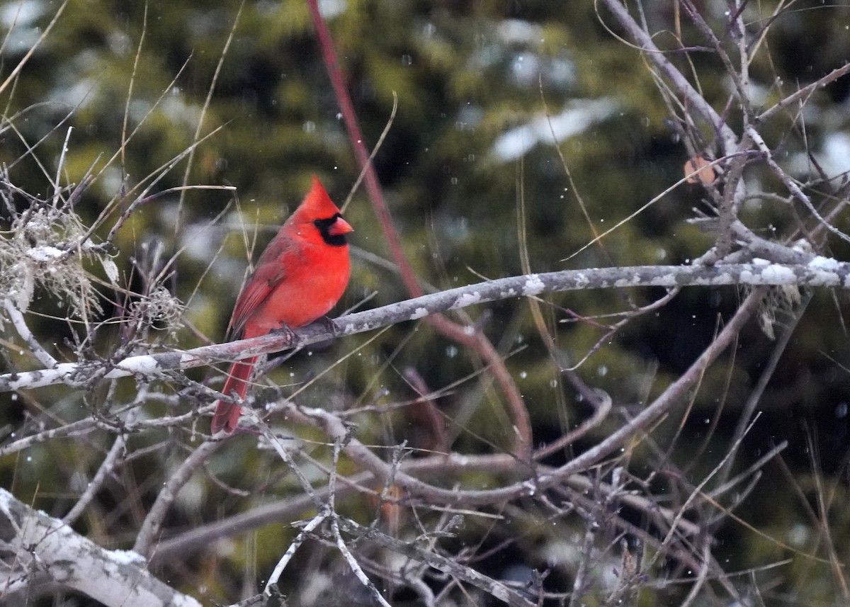 Northern Cardinal - ML646132182