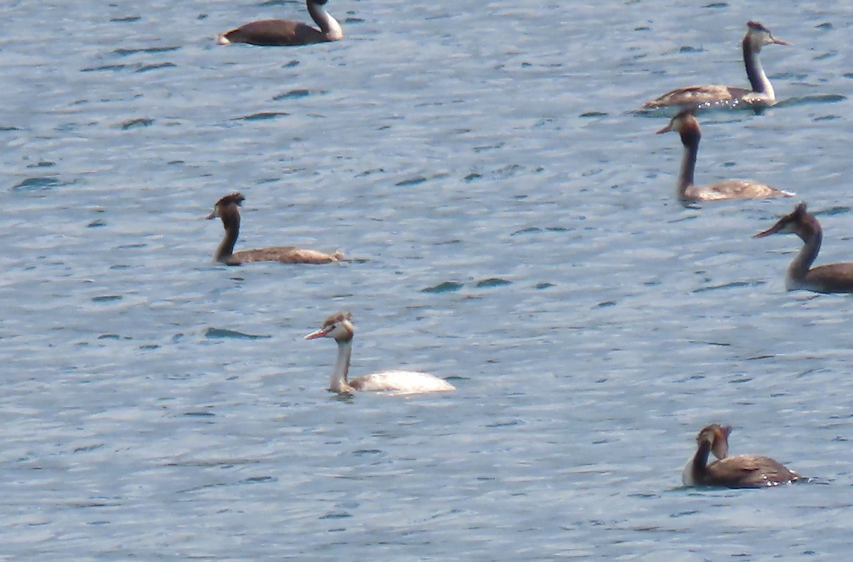 Great Crested Grebe - ML646132188