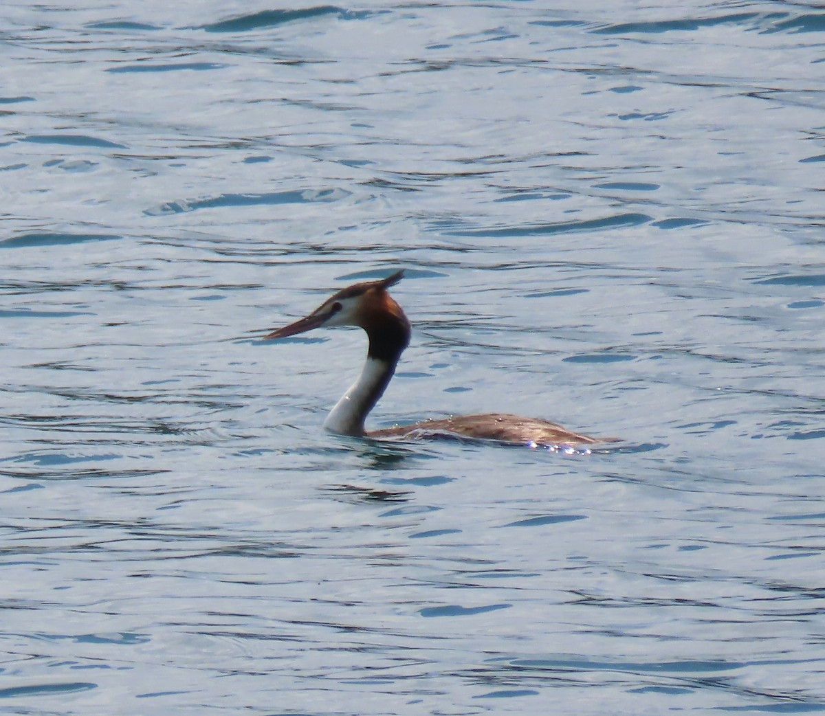 Great Crested Grebe - ML646132189