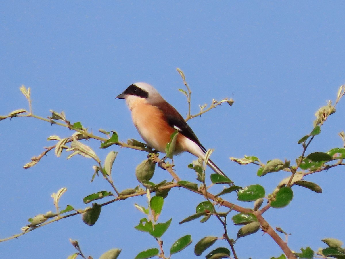 Bay-backed Shrike - ML646132190