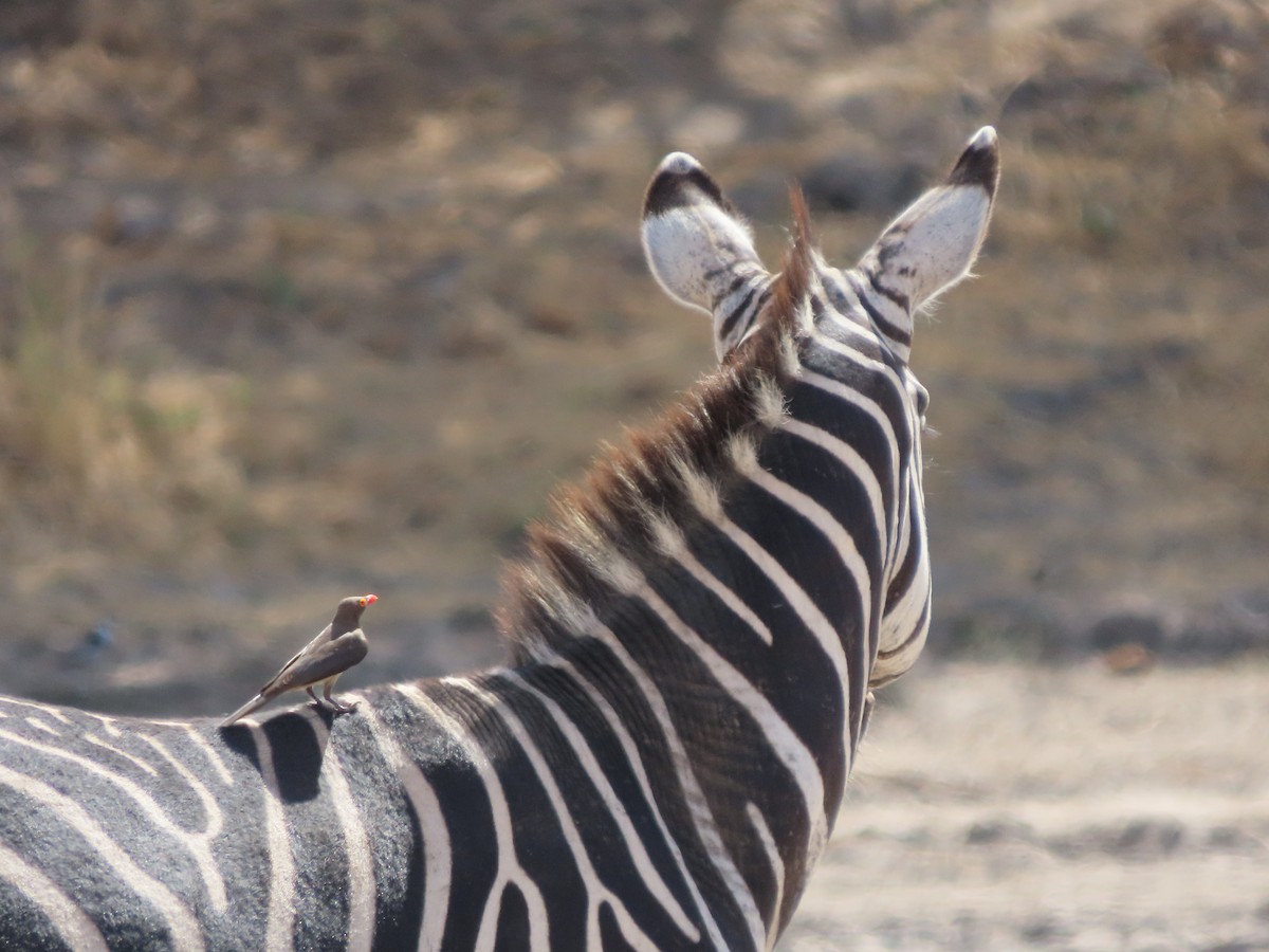 Red-billed Oxpecker - ML646132202