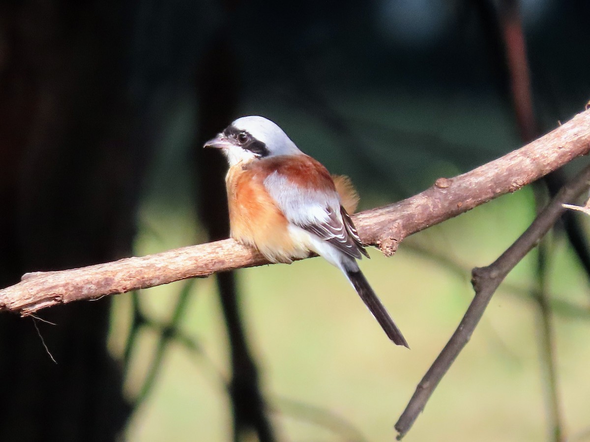 Bay-backed Shrike - ML646132203