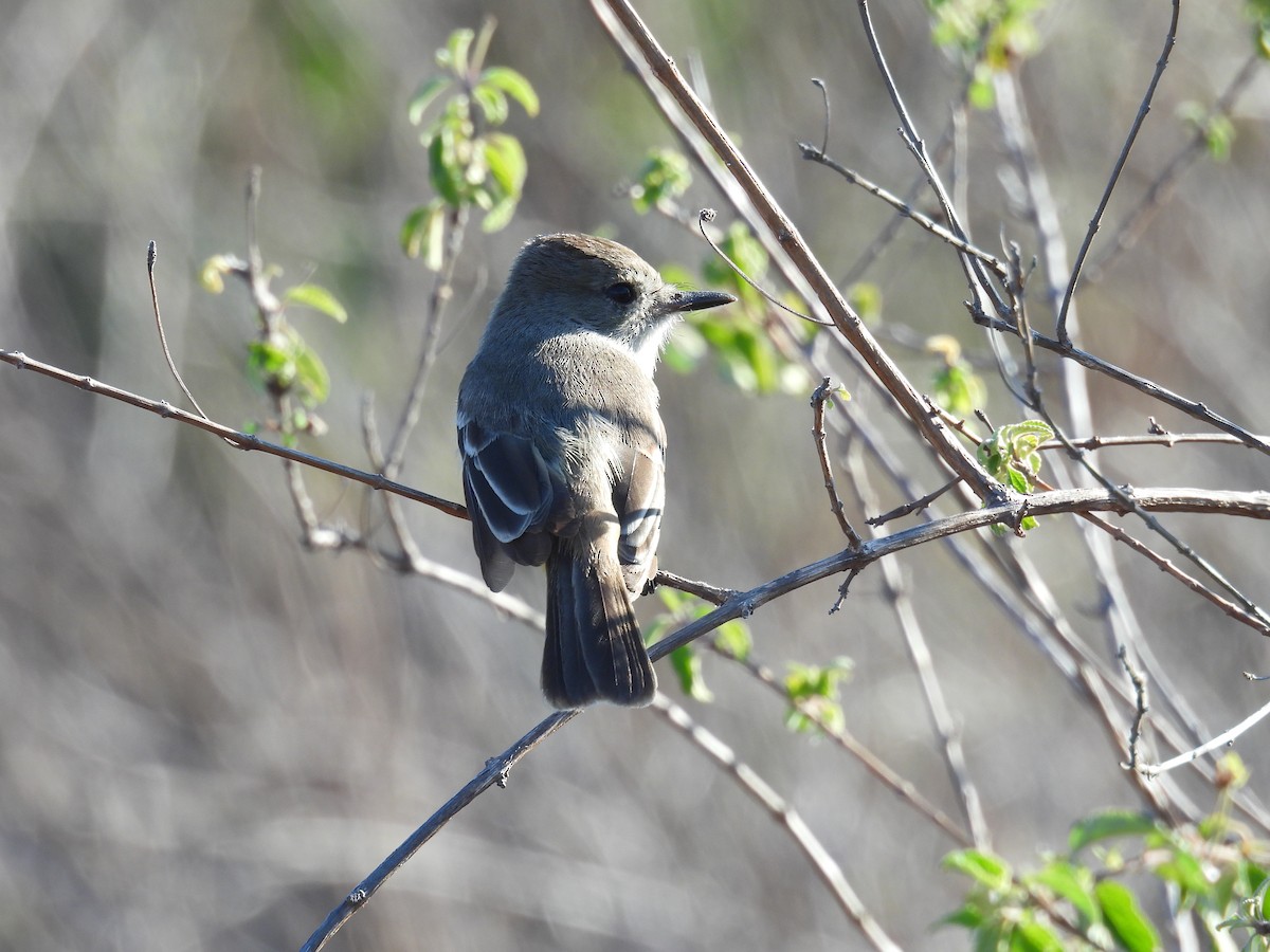 Галапагосский миарх - ML646132204