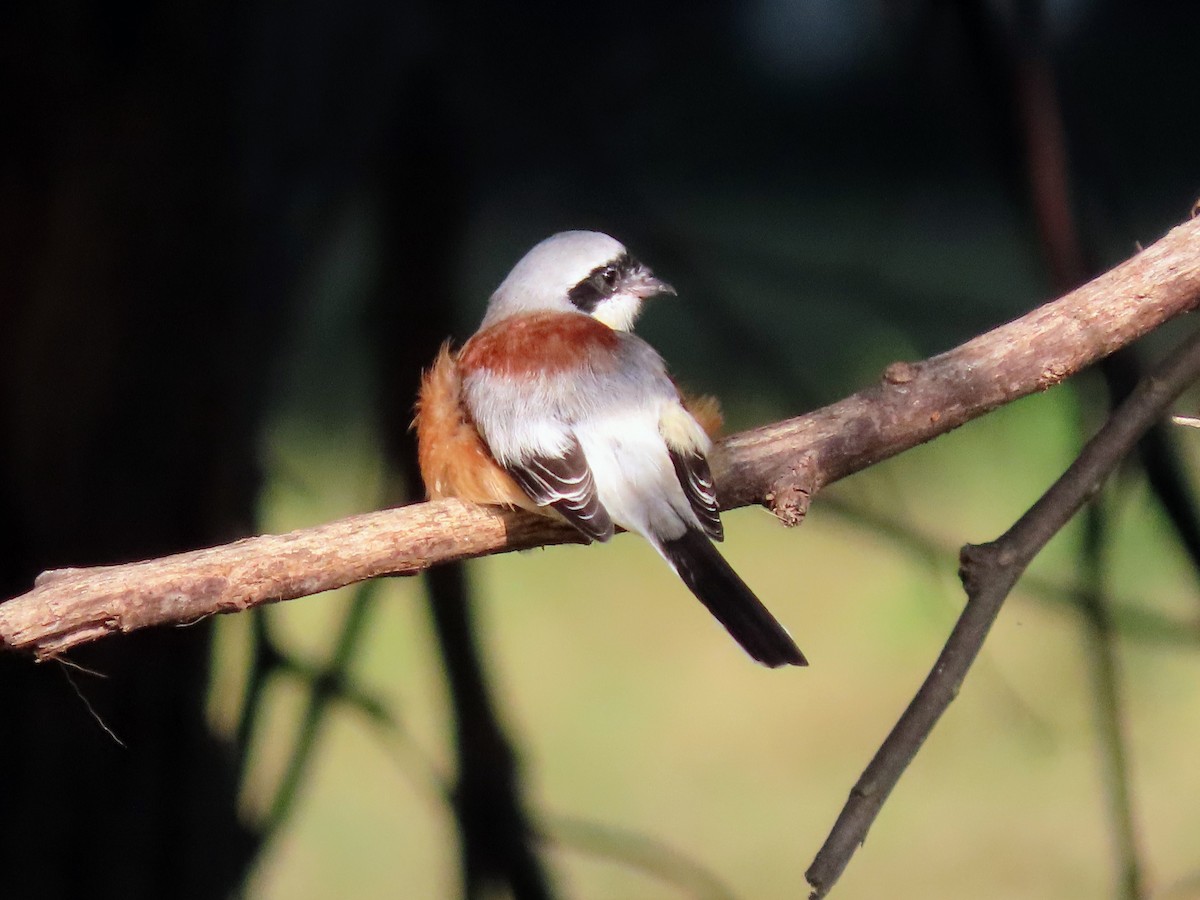 Bay-backed Shrike - ML646132218