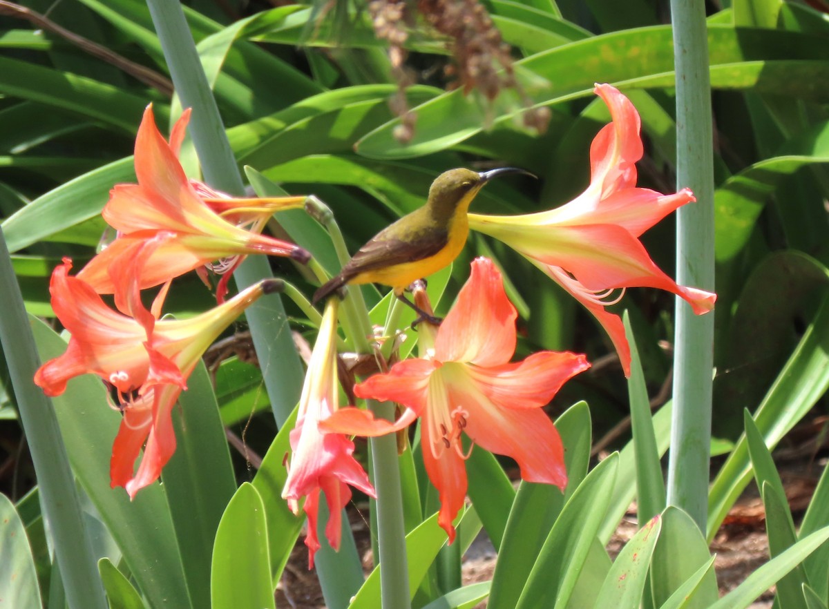 Sahul Sunbird - ML646132222