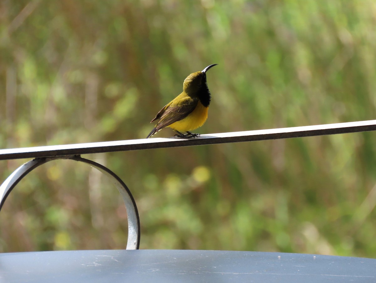 Sahul Sunbird - ML646132223