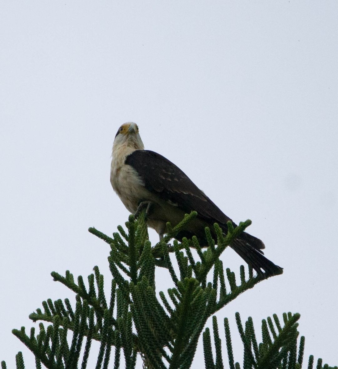 Yellow-headed Caracara - ML646132224