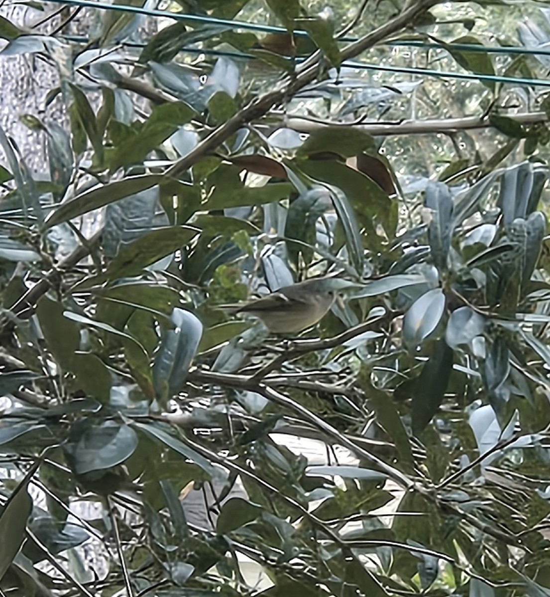 Ruby-crowned Kinglet - ML646132226